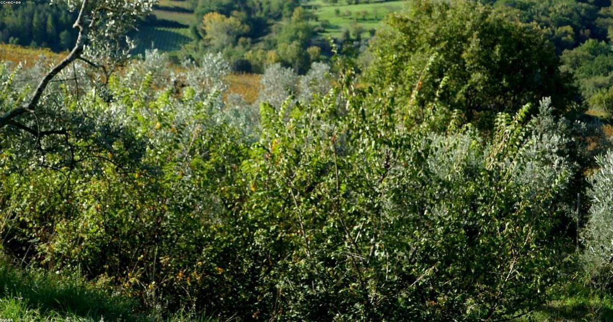 Guida ai Vini Toscani: dal Chianti al Brunello di Montalcino